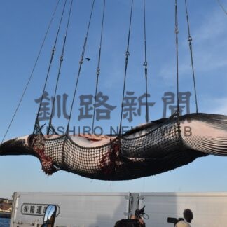 ミンククジラ２頭初水揚げ　オホーツク海の商業捕鯨始まる【根室市】(2026-04-02)