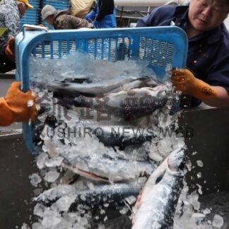 サケ・マス初水揚げ初日２００㌔　「大きさ例年通り、今後期待」　花咲港・厚岸港(2026-04-03)