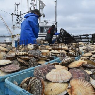 ホタテ初水揚げ１９・６㌧　「貝と貝柱の身入り大きい」　根室港【根室市】(2026-04-03)