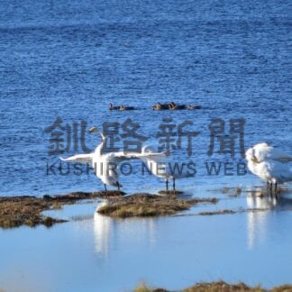 オオハクチョウ３３２２羽確認　春国岱ネイチャーセンター公表、春季調査【根室市】(2026-04-03)