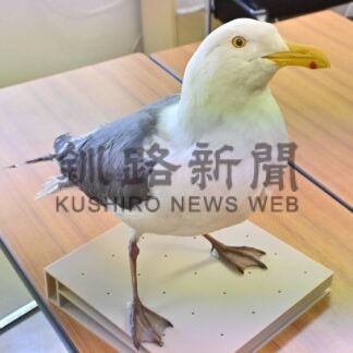 身近な“ゴメ”に迫る危機　環境省レッドリスト、オオセグロカモメ絶滅危惧ⅠＢ類に　野鳥との共存考える機会に【釧路市】(2026-04-05)