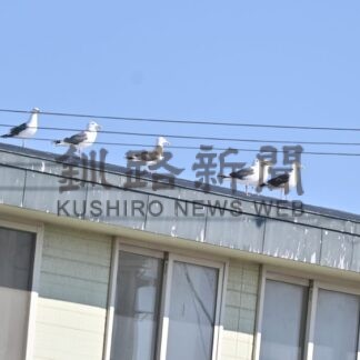 身近な“ゴメ”に迫る危機　環境省レッドリスト、オオセグロカモメ絶滅危惧ⅠＢ類に　野鳥との共存考える機会に【釧路市】_1(2026-04-05)