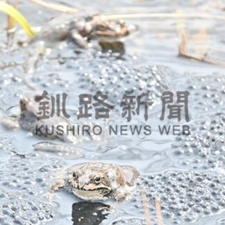 大合唱 春の訪れ告げる　春採公園、エゾアカガエル産卵【釧路市】(2026-04-05)