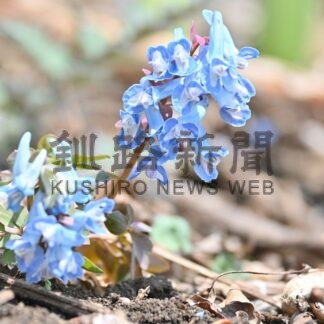 エゾエンゴサク、市民ら楽しむ　春採湖の湖岸【釧路市】(2026-04-07)