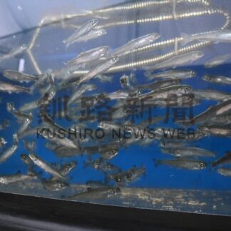 サケ稚魚放流、今春４割減　根室管内増殖協会、「攻め」の取り組み　時期適正化や生存率アップ【根室市、別海町、標津町、羅臼町】(2026-04-10)