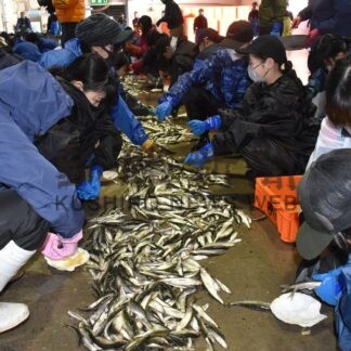別海野付中生「たくさん卵絞れた」　チカの採卵挑戦【別海町】(2026-04-15)