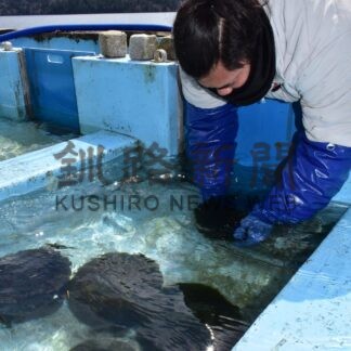 阿寒湖のマリモ ９０個引き揚げ　観察センターで展示【釧路市】(2026-04-25)