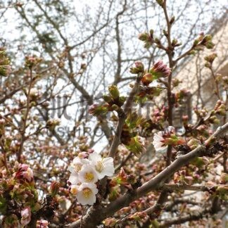 春の訪れ一足早く　根室振興局前チシマザクラ開花【根室市】(2026-04-28)