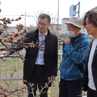 市と観光協会、チシマザクラ標準木観測開始　開花予想は５月７日【根室市】(2026-04-28)