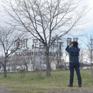 春の訪れ もう少し　釧路地方気象台、サクラ開花観測開始【釧路市】(2026-04-29)
