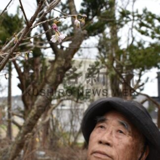 チシマザクラ満開心待ち　粟野さん宅、温かく見守る【標茶町】(2026-04-29)