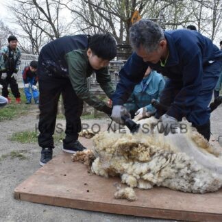 ふわふわの羊毛「刈れて楽しい」　釧路市動物園で催し【釧路市】(2026-04-30)