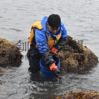 花咲ガニの稚ガニ放流　市水産研究所職員ら半島沿岸に３３万匹【根室市】(2026-05-01)
