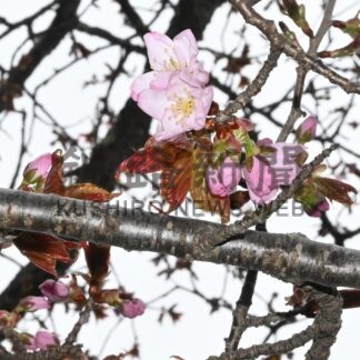 エゾヤマザクラ開花　子野日公園【厚岸町】(2026-05-02)