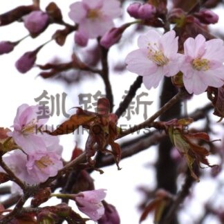 桜前線 釧路でゴール　日本一遅咲きも、平年より１３日早く【釧路市】(2026-05-05)
