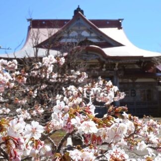日本一遅いサクラ開花　平年より１０日早く【根室市】(2026-05-08)