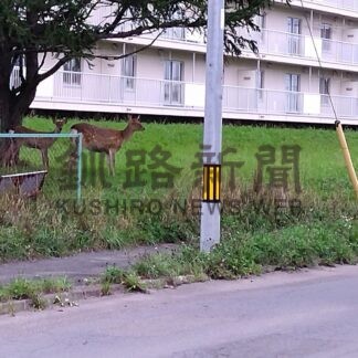 エゾシカ事故８６８件 過去最高　２５年釧路管内、３年連続で記録更新【釧路市】(2026-05-08)
