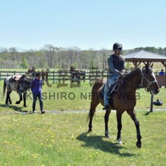 馬文化発信　引き馬や餌やり　３１日にしべちゃ馬フェス【標茶町】(2026-05-14)