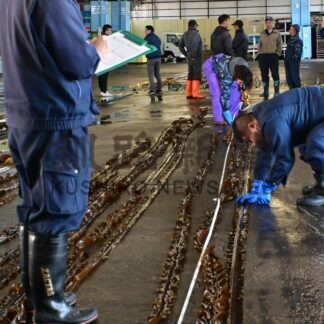 コンブ「出漁までの成長期待」　歯舞漁協、根室半島周辺で生育調査【根室市】(2026-05-15)