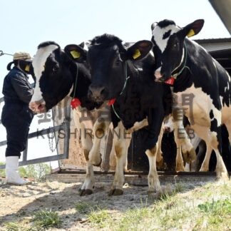 「モ～待てない」育成牛一斉入牧　釧路の新野牧場【釧路市】(2026-05-16)