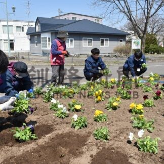 パンジー色鮮やかに　標茶町花いっぱいコスモス推進会議、駅前に１８０株植栽【標茶町】(2026-05-16)