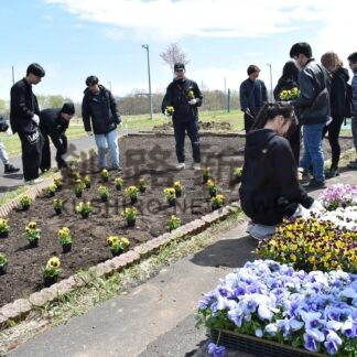 パンジーで心癒やして　釧路北ローターアクトクラブ、介護施設に２００株植栽【釧路市】(2026-05-19)