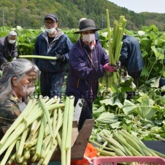 音別のフキ 今季初収穫　きょうから直売開始【釧路市】(2026-05-22)