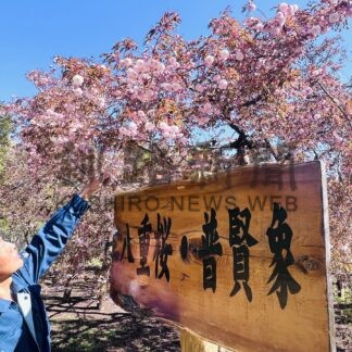 八重桜「普賢象」見頃　子野日公園で６分咲き【厚岸町】(2026-05-23)