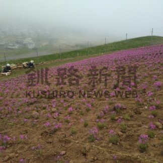 ずり山にシバザクラ植栽　太平洋興発【釧路市】(2026-05-23)