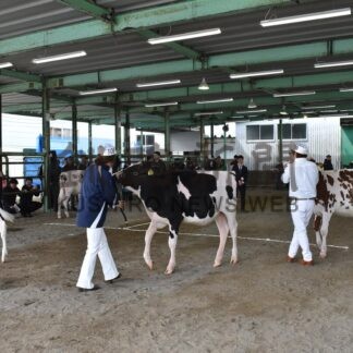 佐藤さん出品牛が最高位　釧路共進会、乳牛５４頭を審査【釧路市】(2026-05-24)