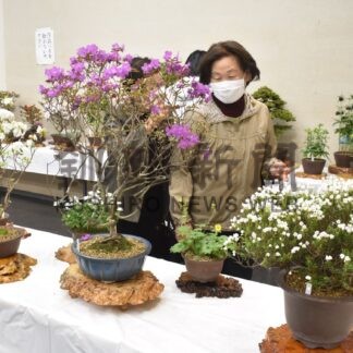 春感じる山野草見て　きょうまで展示会【釧路市】(2026-05-31)