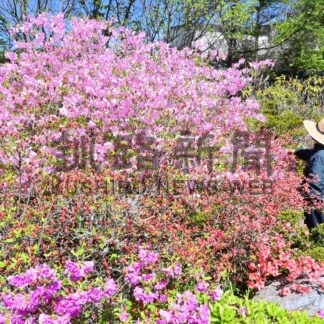 〝日本一〟遅いツツジ、色鮮やかに咲き誇る　岡村さん宅【根室市】(2026-05-31)