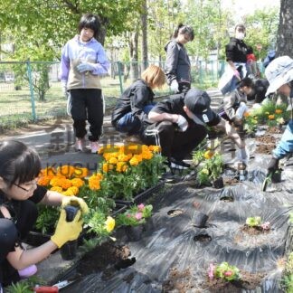 花壇植栽　色とりどり　　子供ら世代間交流　青少年健全育成運動推進協【釧路町】(2026-06-01)