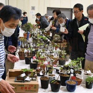 丹精込めた盆栽並ぶ　展示会【釧路市】(2026-06-07)