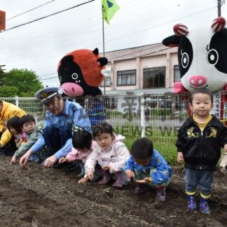ヒマワリ育て無事故願う　園児ら種まき、交通安全啓発【標茶町】(2026-06-09)