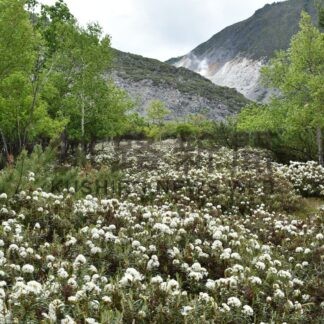 エゾイソツツジ見頃　硫黄山の麓、白い花々一面に【弟子屈町】(2026-06-10)
