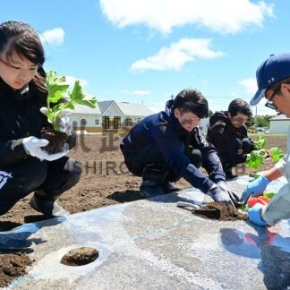 カボチャ大きく育って　別海高生先生役、上春別中生と苗植えで交流【別海町】(2026-06-14)