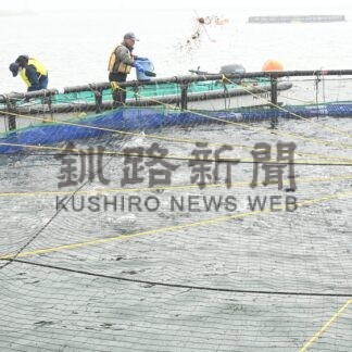 いけす増設、２．５万匹飼育　釧路港トラウトサーモン養殖実証最終年、高水温管理が鍵【釧路市】(2026-06-17)