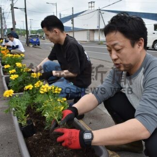駅前中央通沿いにマリーゴール植栽　町商工会商業部会など【標茶町】(2026-06-21)
