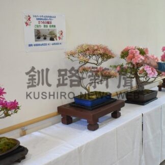 さつき盆栽 色鮮やか　ときわ台ヒルズで原田さん個展【釧路市】(2026-06-22)