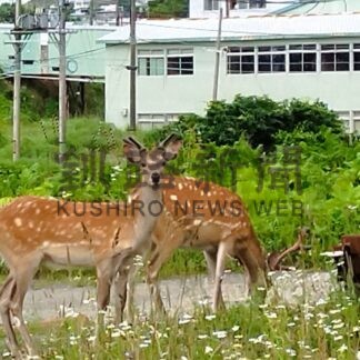 エゾシカ市街地出没減　昭和、鳥取西部に集中か　すみ着き危惧【釧路市】(2026-06-26)