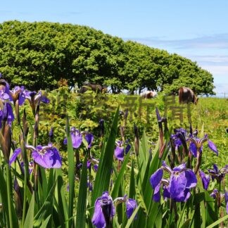 ヒオウギアヤメ見頃　北方原生花園【根室市】(2026-06-29)