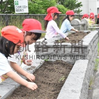 キンレンカ「大きく育って」　富士見坂で種まき【釧路市】(2026-07-02)