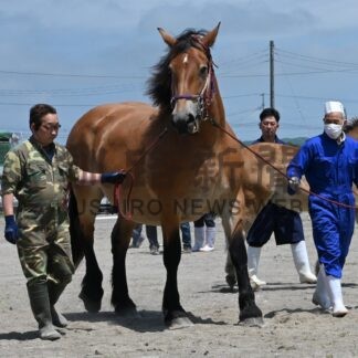 小野田さんの８歳雌 最高位　釧路種馬共進会、１７頭が馬体審査【釧路市】(2026-07-04)