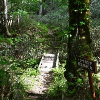 釧根初夏のさんぽ道〈６〉熊越えの滝　大自然を満喫【羅臼町】(2026-07-05)
