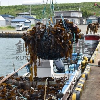 ナガコンブ初水揚げ　歯舞地区、浜に活気【根室市】(2026-07-08)