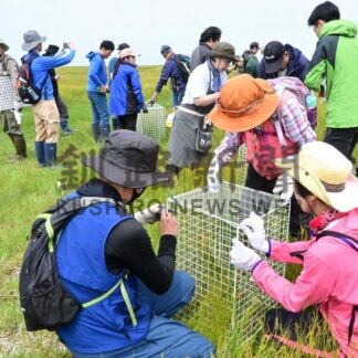 ウラギク保護に市民ら汗　ワイズユースの会、春国岱で環境保全活動【根室市】(2026-07-20)