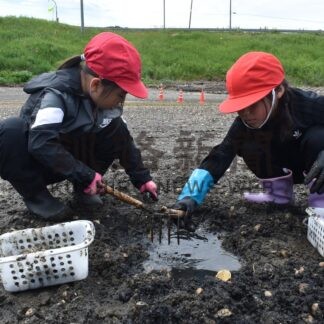 アサリ「いっぱい大きいの採れた」　歯舞学園体験学習【根室市】(2026-07-21)