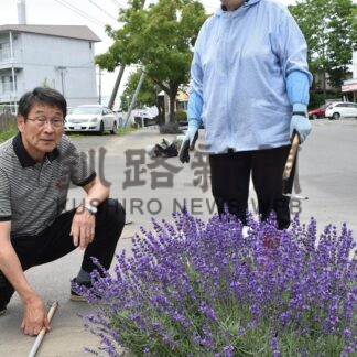 沿道のラベンダー見頃、市民ら楽しむ　千歳町内会【釧路市】(2026-07-31)