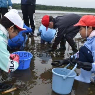 児童が温根沼で楽しく干潟観察　海星学校ふるさと学習【根室市】(2026-07-31)